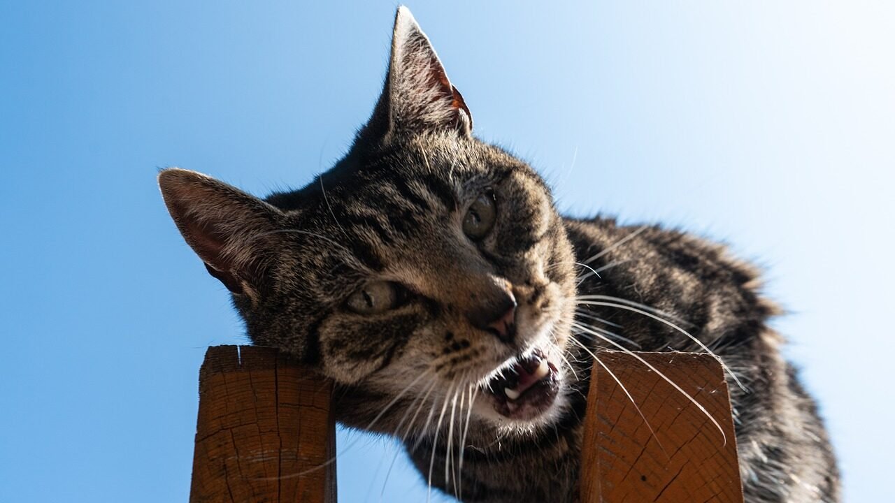 A tabby cat perched on a wooden fence, mid-meow with its mouth open, set against a bright blue sky