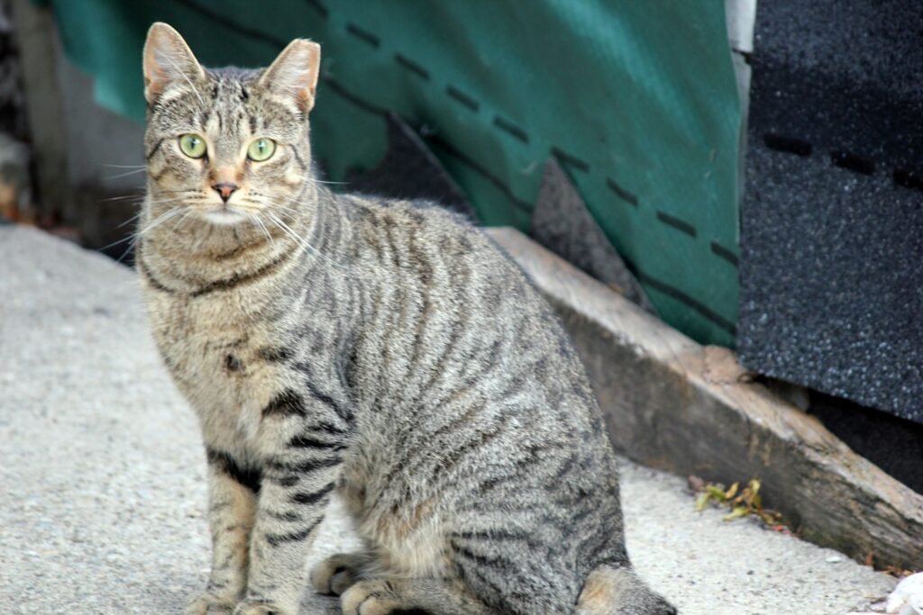 feral cat: brown tabby cat on gray concrete stairs
