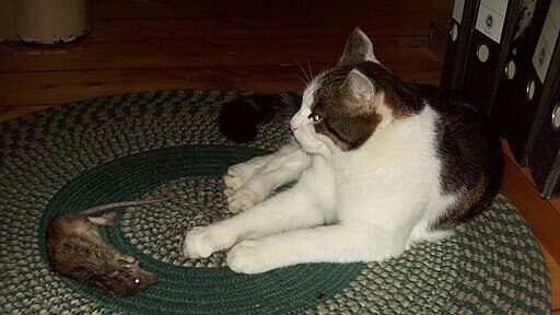 Black and white cat sitting on a woven rug with a mouse it brought as a gift for its owner, showing its unique way of expressing affection.