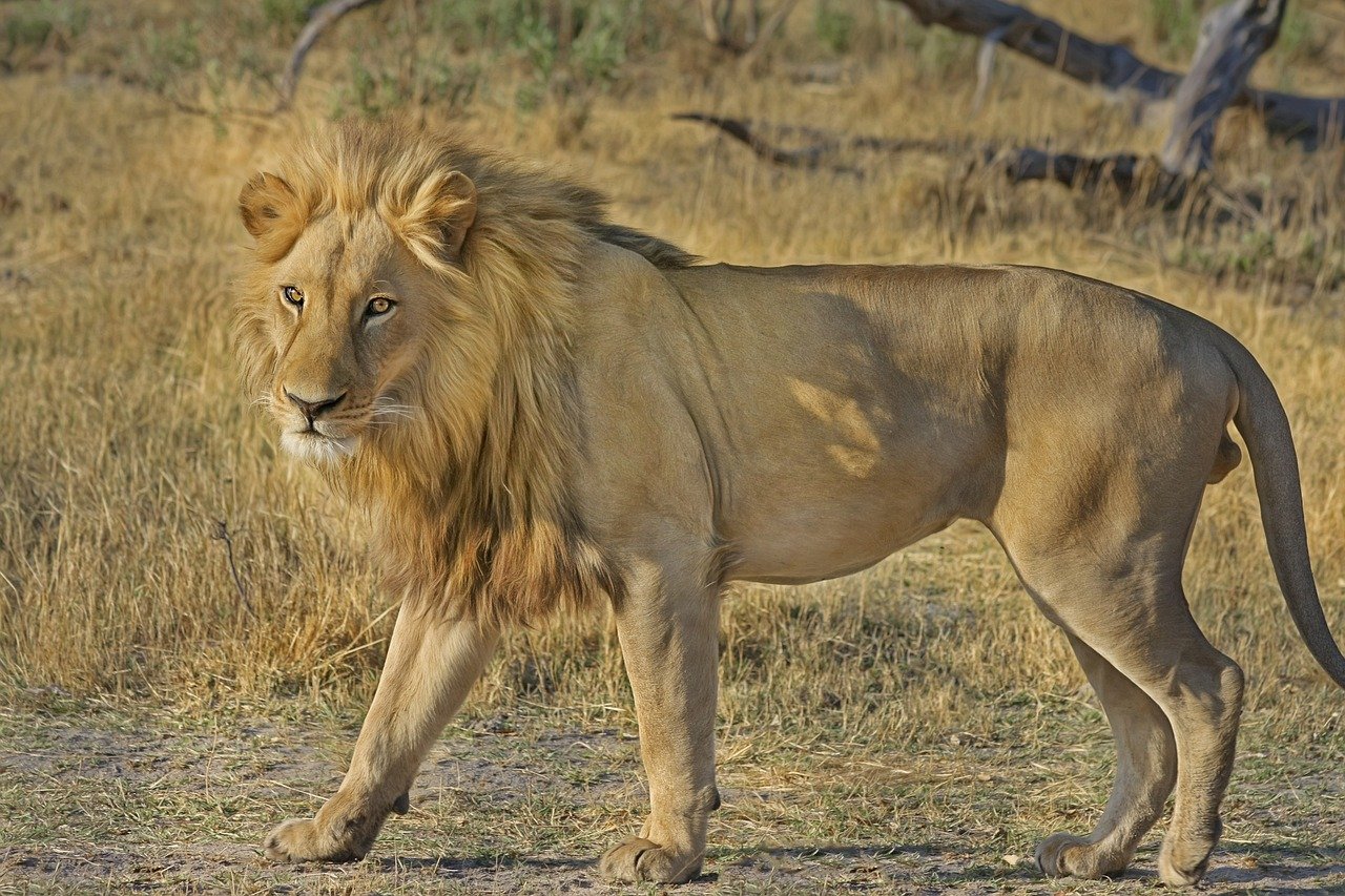 Lion's coat pattern