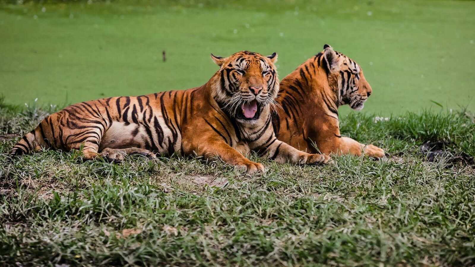 Two Bengal tigers resting on a grassy patch near a green water body in the wilderness. One tiger yawns while the other gazes into the distance, showcasing the natural beauty and wildlife of their habitat.