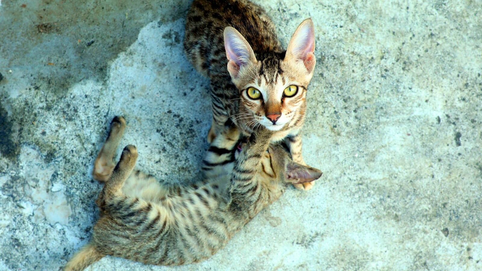 Two domestic tabby kittens engaging in playful yet instinctive behavior, with one kitten lying on the ground while the other watches intently, mimicking hunting and pouncing actions.