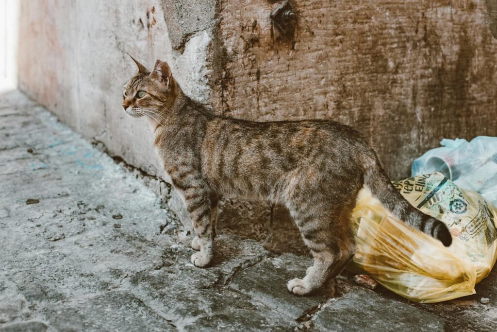 Feral cat: A curious domestic cat standing by garbage bags in an urban alleyway, observing the surroundings.