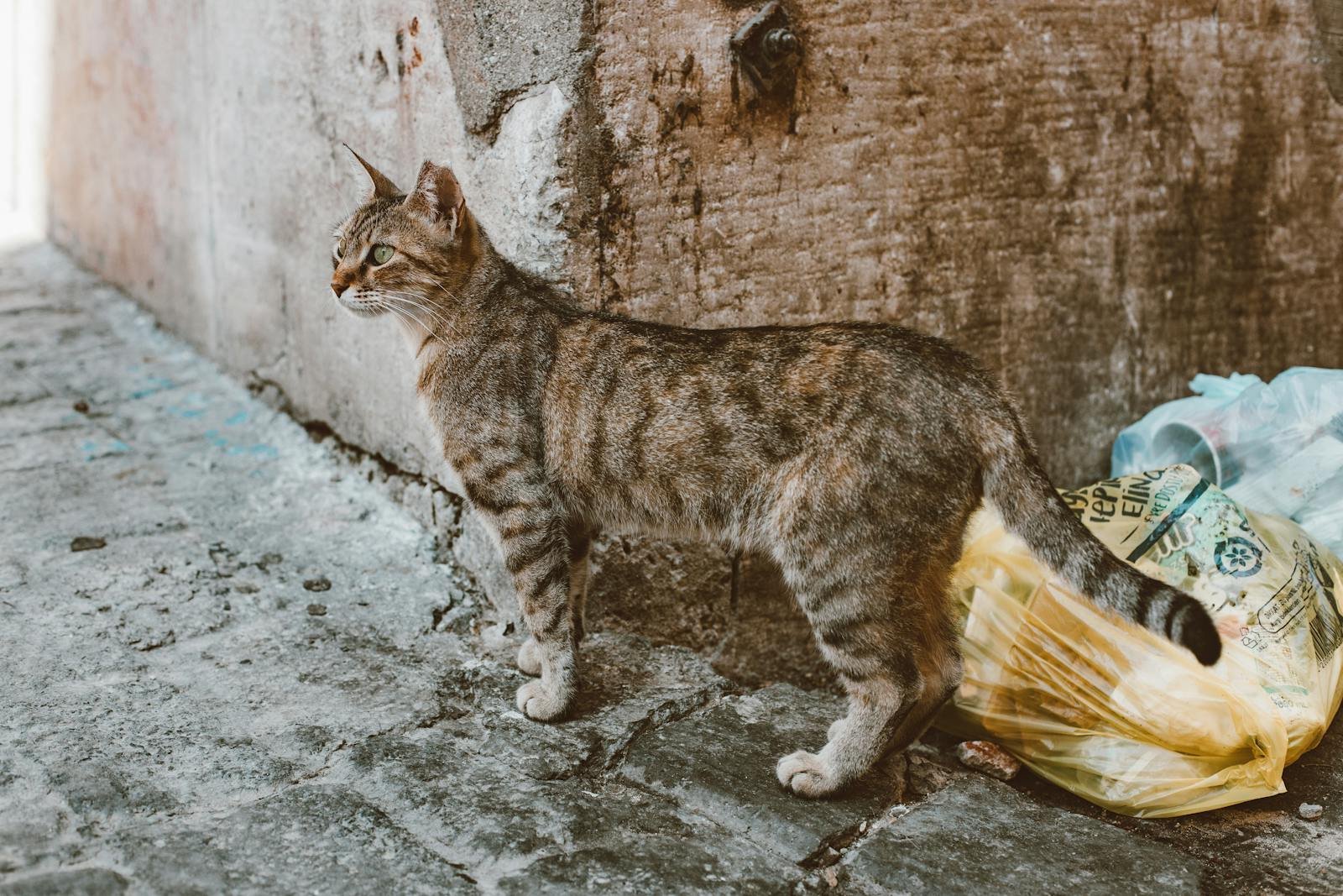 Photo by ROMAN ODINTSOV Feral cat: A curious domestic cat standing by garbage bags in an urban alleyway, observing the surroundings.