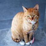 Adorable ginger cat with a leash sitting outside, showcasing its curious expression and vibrant fur.