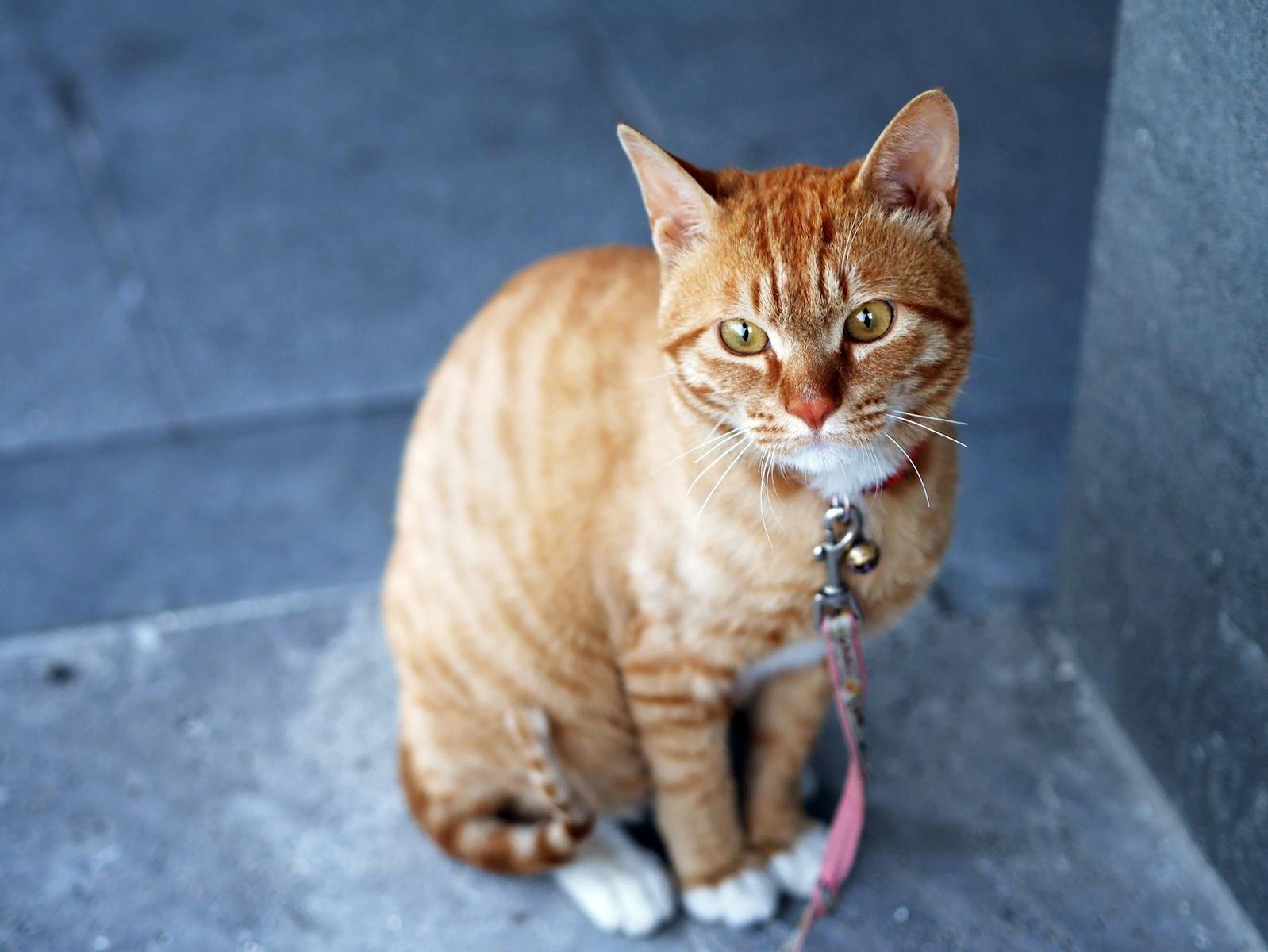 Adorable ginger cat with a leash sitting outside, showcasing its curious expression and vibrant fur.
