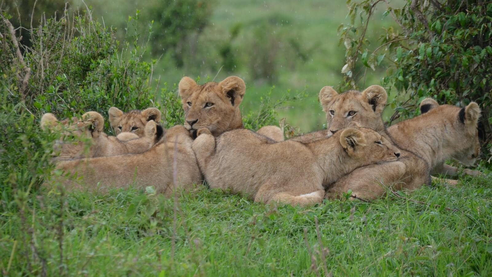 A pride of lion cubs resting on the grass in the vibrant African savannah.