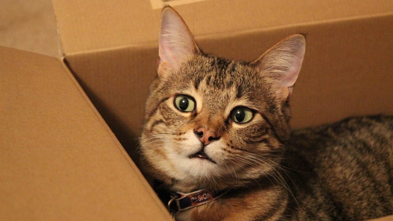 Brown tabby cat sitting inside a cardboard box, gazing upward with curious green eyes.