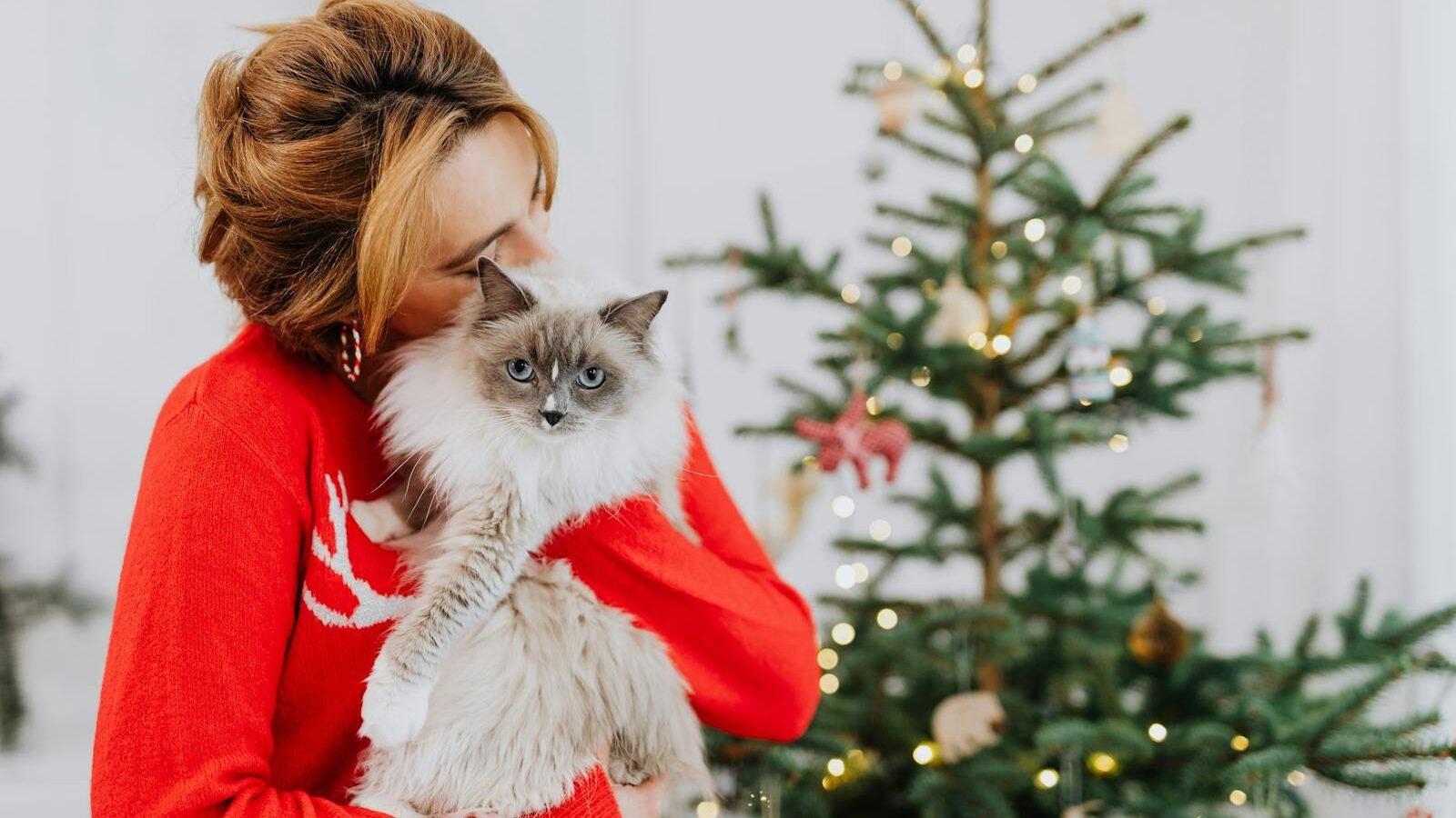 A woman wearing a festive red sweater holds a fluffy Siamese cat near a decorated Christmas tree. The cat appears calm, showcasing a serene moment during the holiday season.