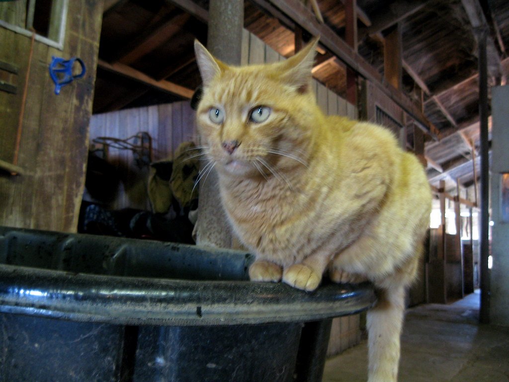 A ginger barn cat perched on a black container inside a rustic wooden barn, alert and watchful.
