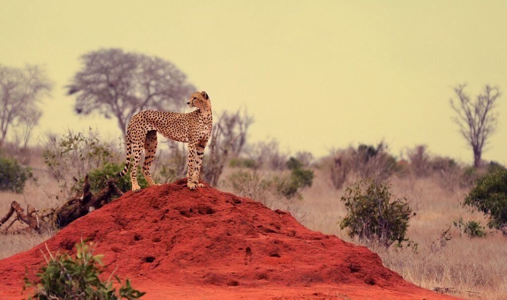 cheetah, cat, wildcat, predator, nature, safari, wilderness, pet, wild animal, cheetah, cheetah, cheetah, animal, cheetah, cheetah