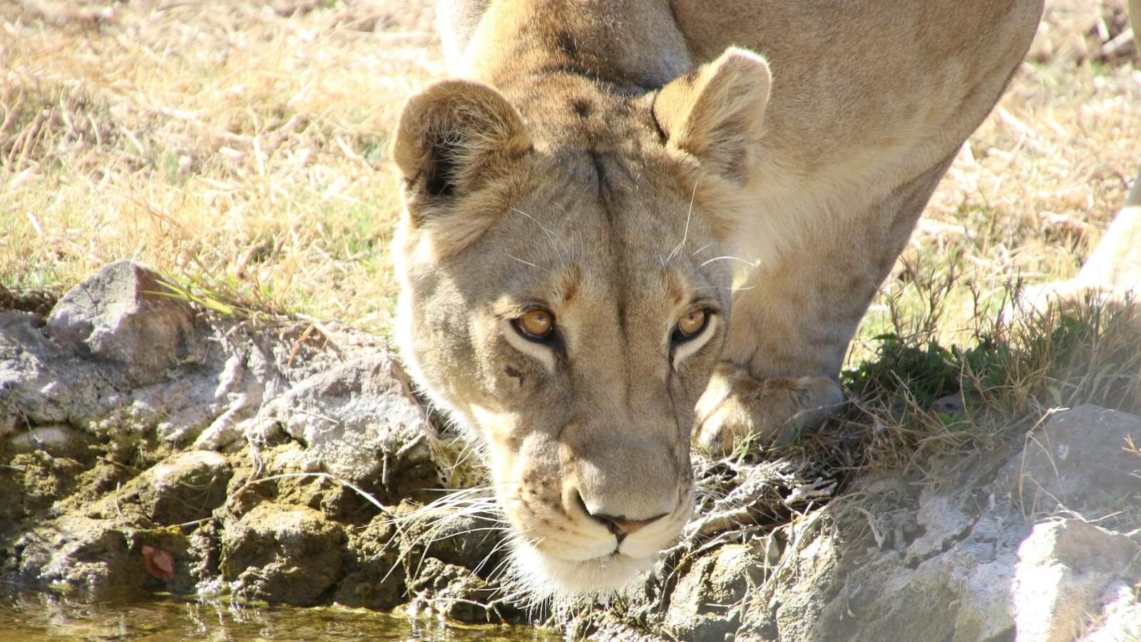 A lioness crouched by a water source, intently drinking from the clear water. The surrounding environment includes dry grass and rocky terrain, illuminated by sunlight.