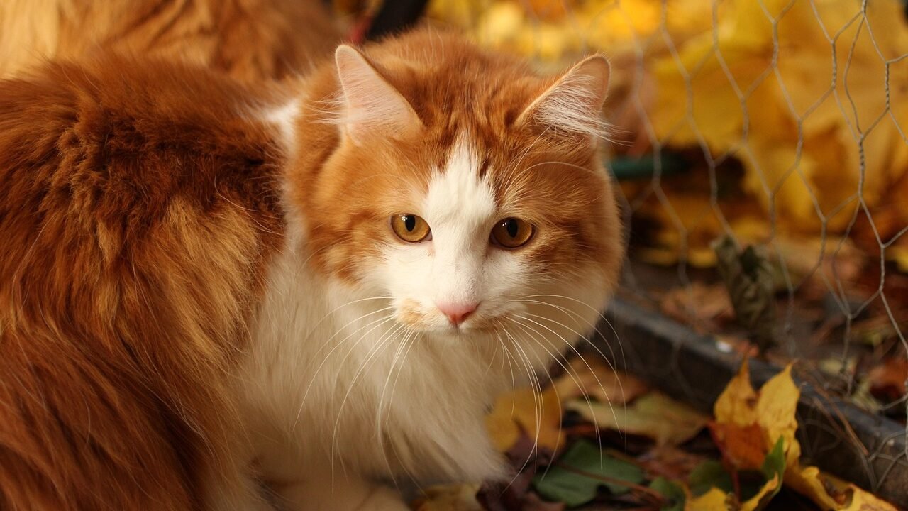 A rare Kurilian Bobtail cat with a fluffy orange and white coat, sitting outdoors among autumn leaves