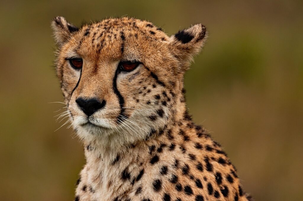 cheetah, animal, safari, south african cheetah, mammal, big cat, wild animal, predator, wildlife, fauna, nature, wilderness, jungle, kenya, africa, cheetah, cheetah, cheetah, cheetah, cheetah