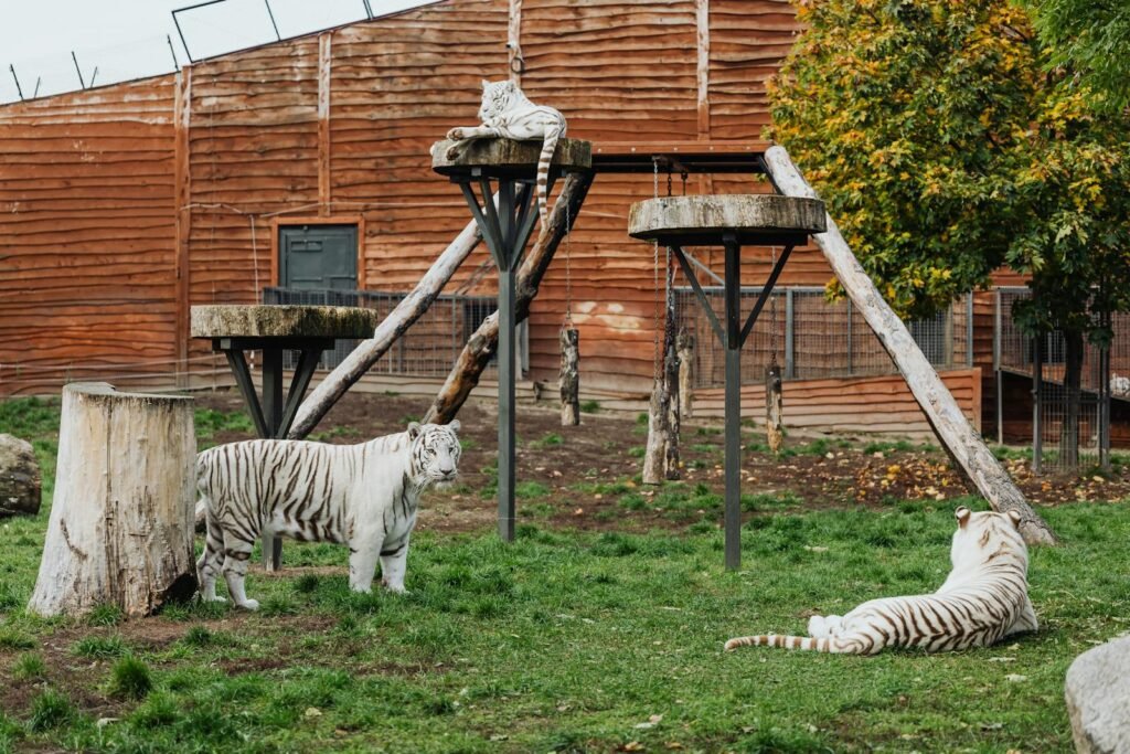big cat reintroduction: Three majestic white tigers relax and explore in their zoo habitat with wooded structures.