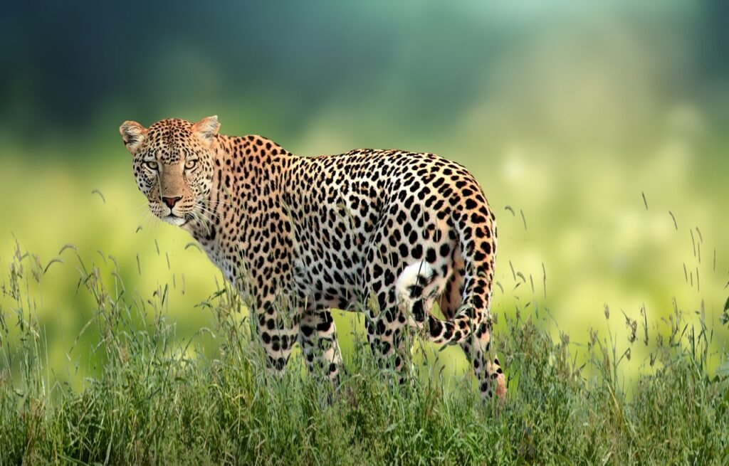 leopard, feline, carnivore, predator, animal, hunter, zoo, fauna, big cat, wildlife, grass, jungle, portrait, nature, africa, leopard, leopard, leopard, leopard, leopard