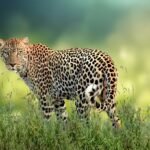 leopard, feline, carnivore, predator, animal, hunter, zoo, fauna, big cat, wildlife, grass, jungle, portrait, nature, africa, leopard, leopard, leopard, leopard, leopard