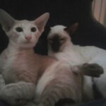 cat introduction: Cats