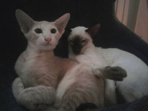 cat introduction: Cats