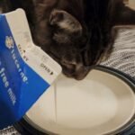 cat drinking milk
