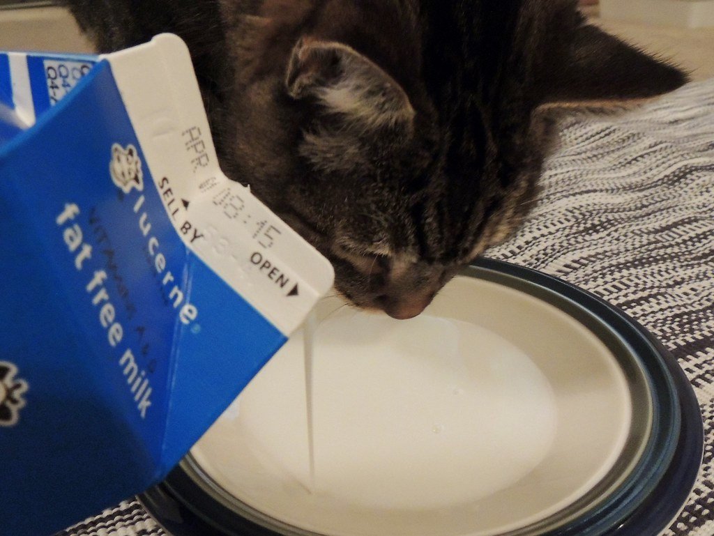 cat drinking milk
