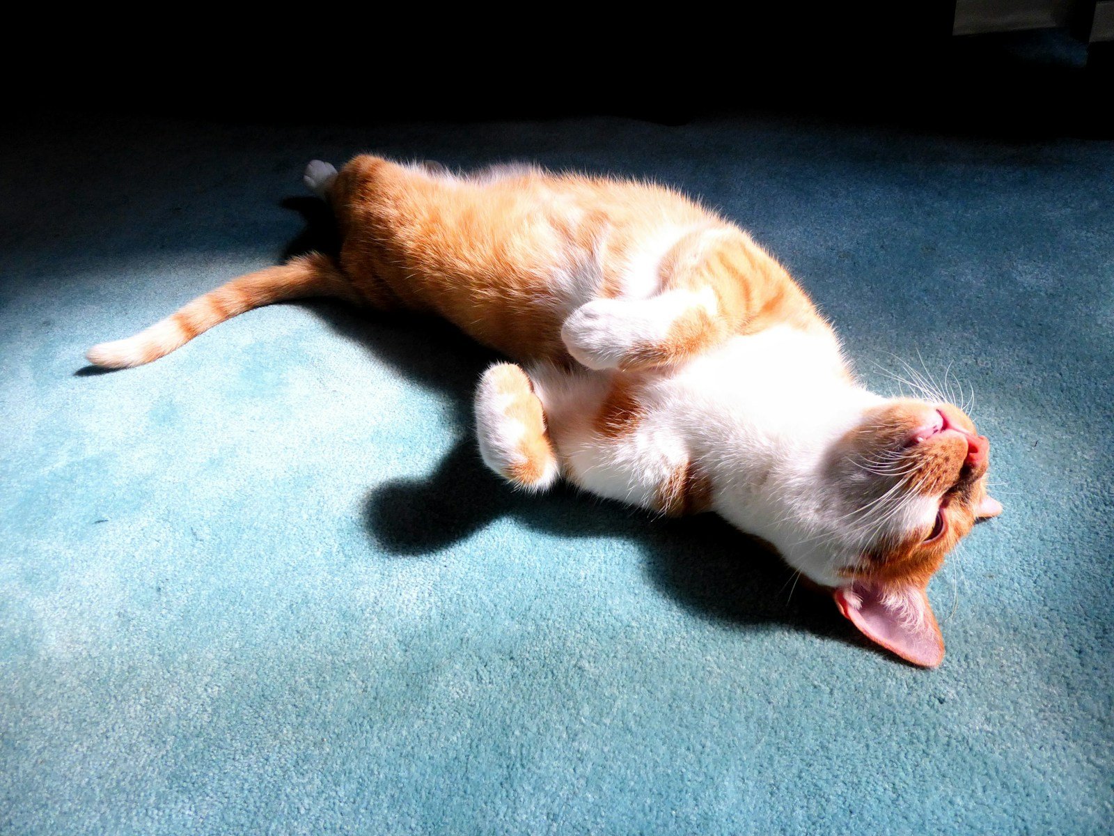 Photo by Karin Kim An orange and white cat napping