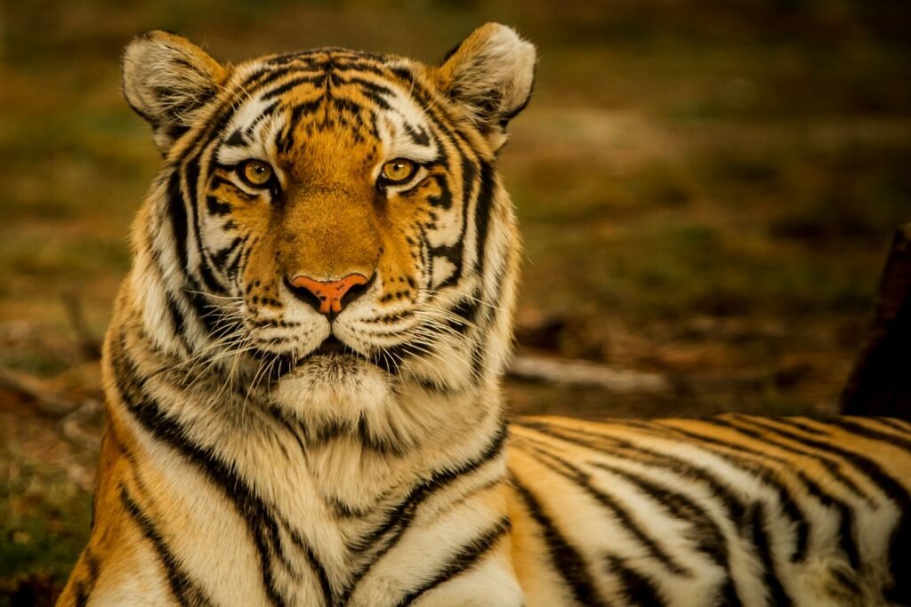 local communities: wildlife photography of tiger laying on ground