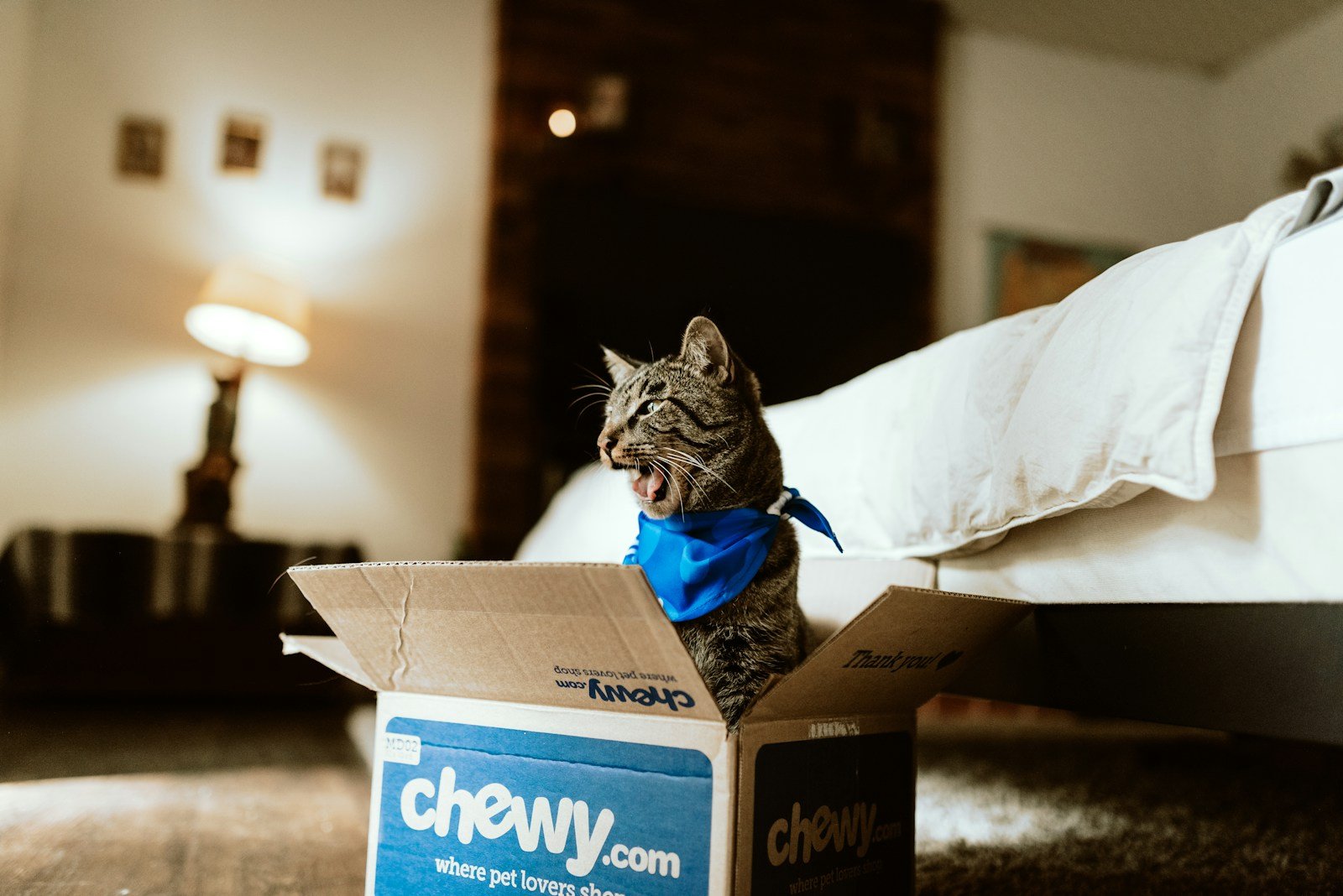Photo by Chewy A brown cat in a box