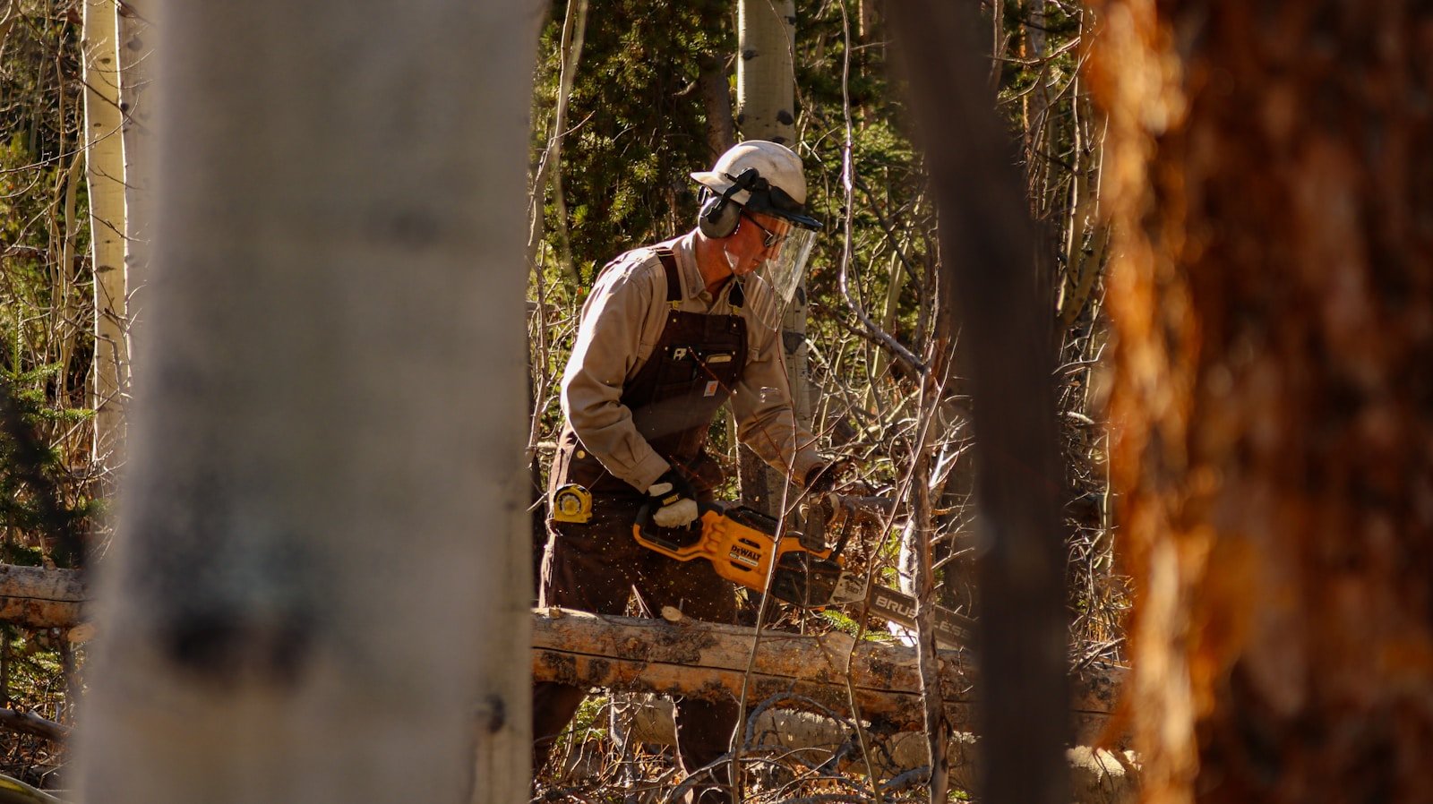 Photo by Heber Davis A man with a chainsaw in the woods