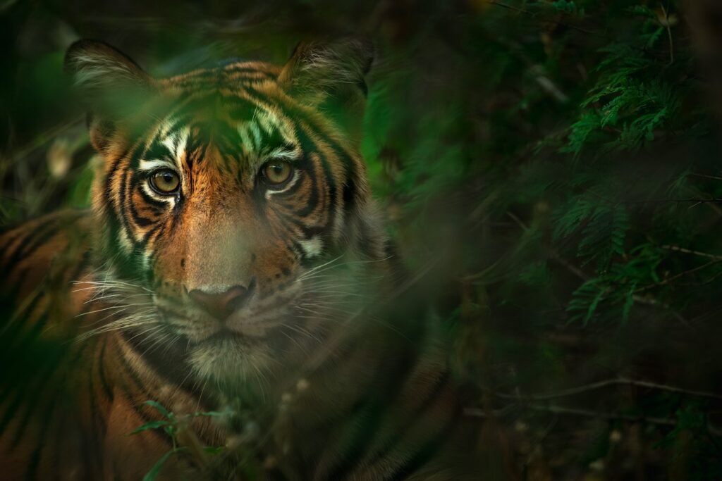 cat documentaries: tiger lying on the ground