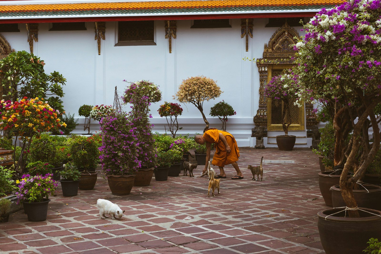 Photo by Red Shuheart cats and humans: a person and two cats in a courtyard surrounded by potted plants