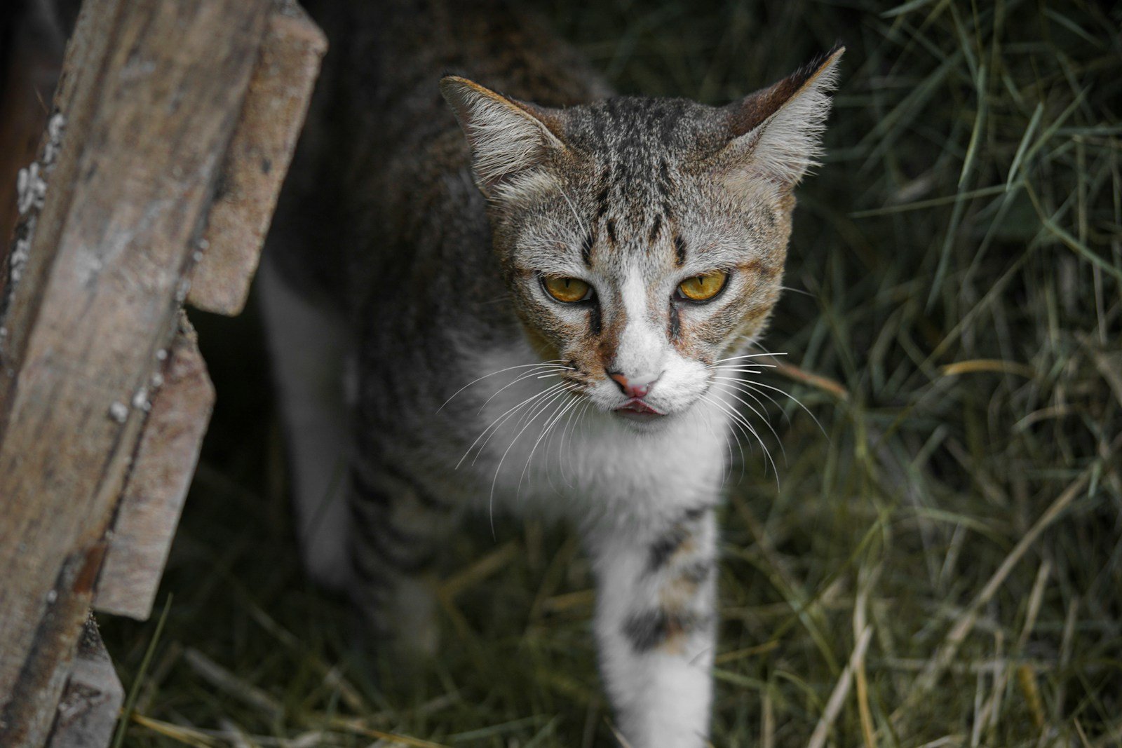 Photo by Ke Vin cat help humans hunt