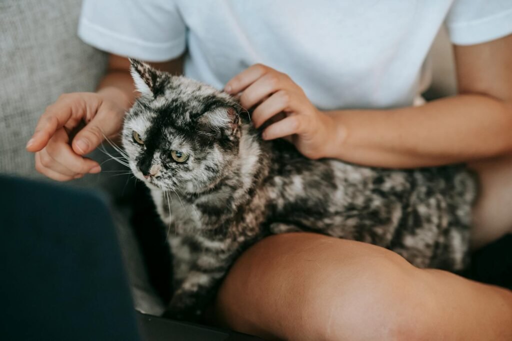 A woman caressing her feline as she surfs online at home.
