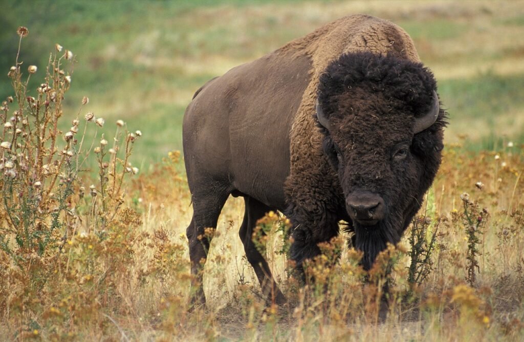 bison, buffalo, beef, wild, wilderness, bovini, nature, cattle, animal, wild animal, wildlife, wildlife photography, animal world, usa, bison, bison, bison, bison, bison, buffalo, buffalo, buffalo, buffalo