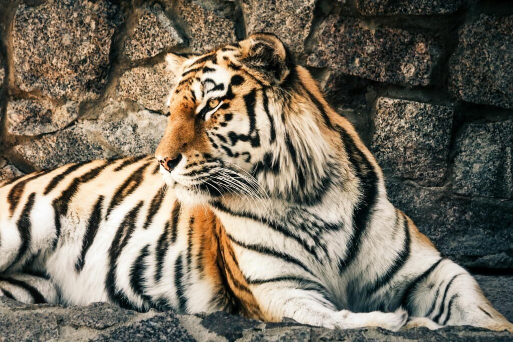 big cat reintroduction: A majestic tiger resting peacefully against a stone wall, showcasing its striking fur patterns.