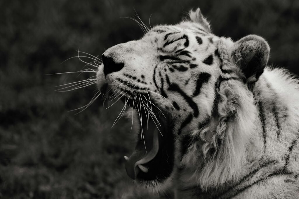 Tiger Not Phenomenon