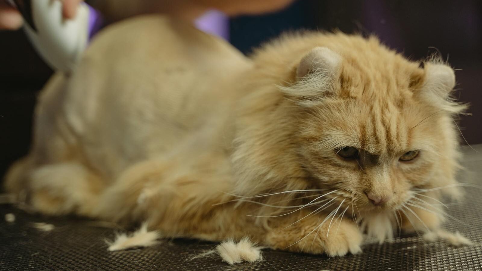 A fluffy orange cat lying on a grooming table while being brushed. Loose fur surrounds the cat as it calmly receives grooming, highlighting the importance of maintaining hygiene for cats.