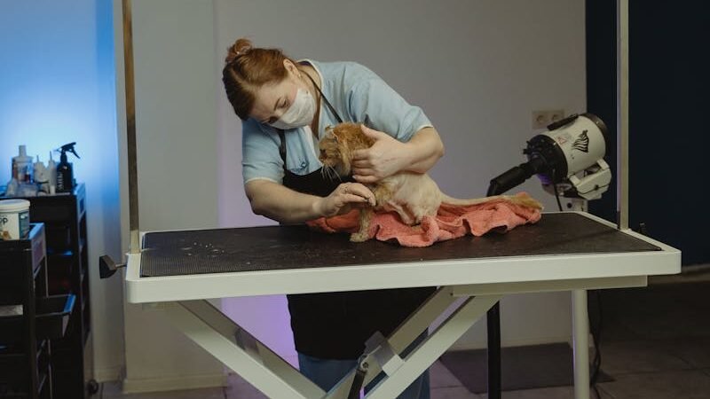 A veterinarian or pet groomer carefully attending to a small orange cat on a grooming table covered with a pink towel, in a professional setup.