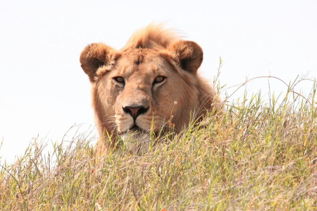 cat hybrids: A close-up of a lion's head peering through the grass in Tanzania's Serengeti.