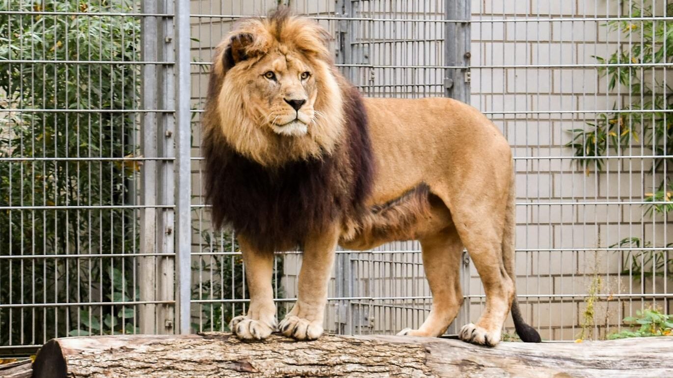 A healthy lion with a full mane standing confidently on a log in a conservation enclosure, surrounded by secure fencing and greenery