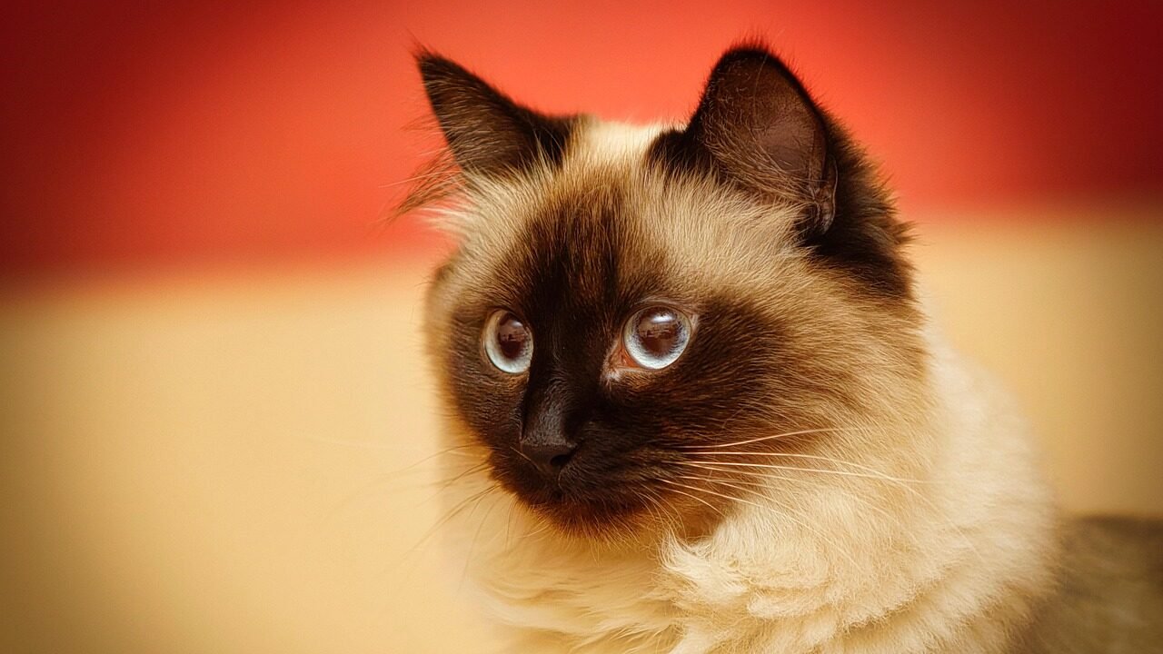 A Birman cat with soft cream-colored fur, dark brown points, and bright blue eyes, sitting gracefully against a warm background.