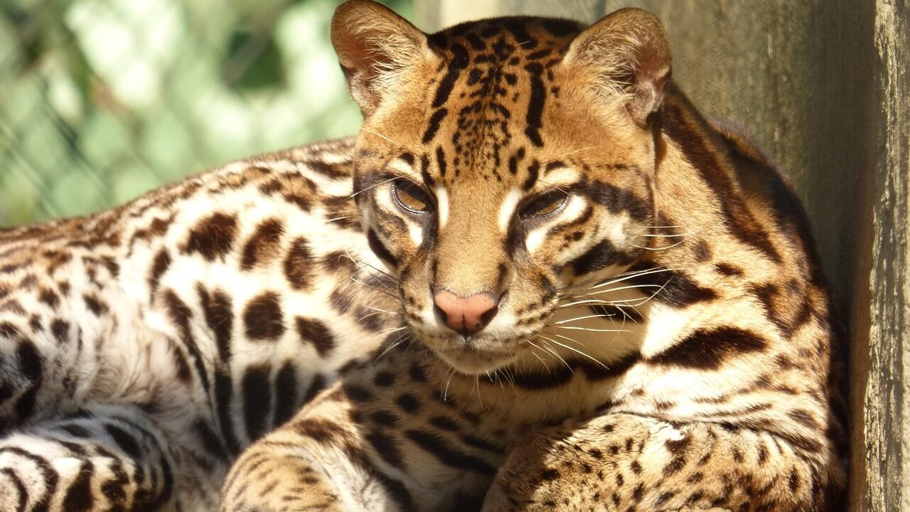 An ocelot basking in the sunlight, its golden fur marked with striking black rosettes.