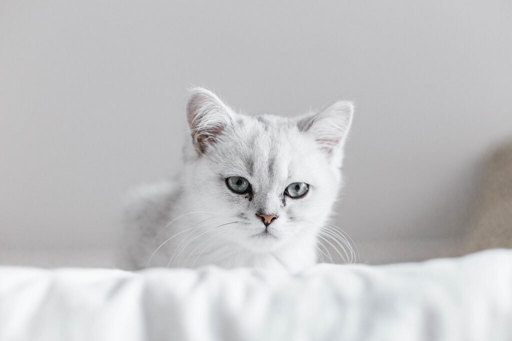 Cats Entertained