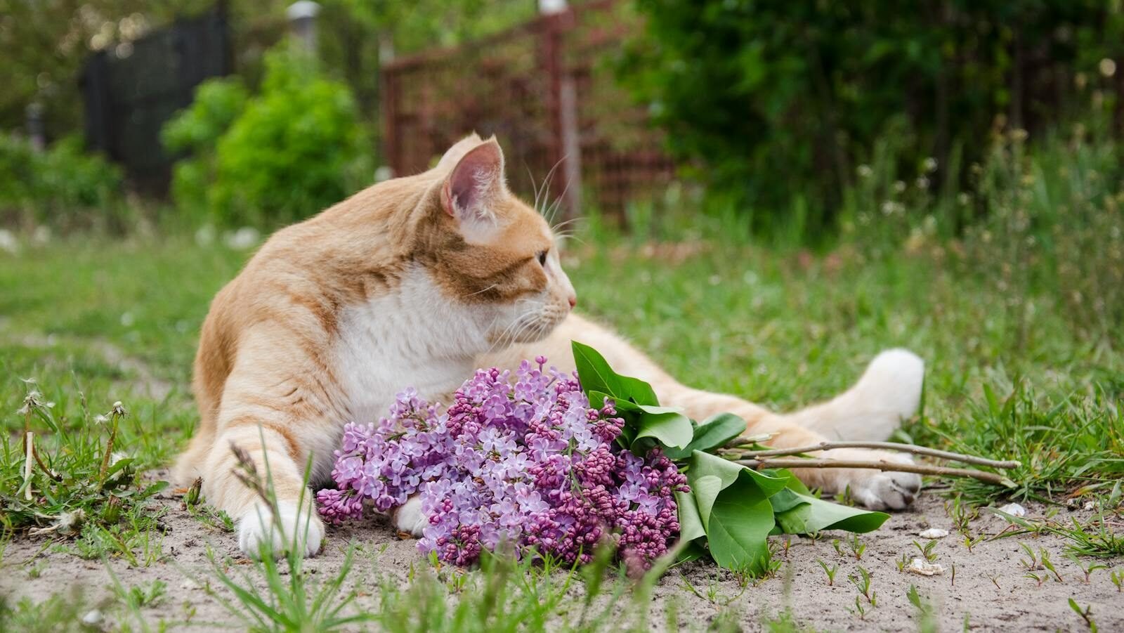 An orange and white cat lying on grass next to a bouquet of purple lilac flowers in a garden setting, with greenery and a fence in the background.