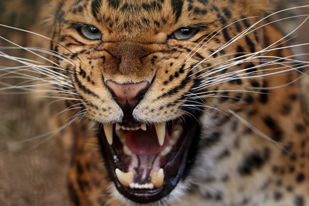 leopard, animal, mammal, predator, wildlife, safari, zoo, nature, whiskers, wildlife photography, wilderness, africa, close up, leopard, leopard, leopard, leopard, leopard
