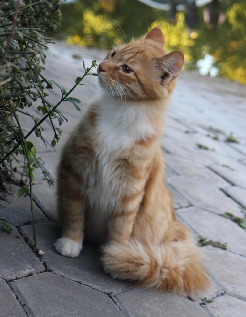 cat, tabby, pet, animal, orange tabby, nature, ginger cat, domestic, feline, mammal, cute, sniffing flower, outdoors