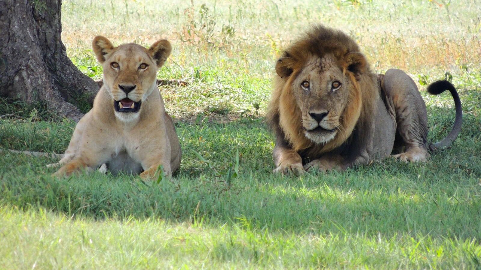 A male lion with a thick mane and a lioness resting side by side on grassy terrain under a tree, showcasing the majestic presence of these wild animals in their natural habitat.