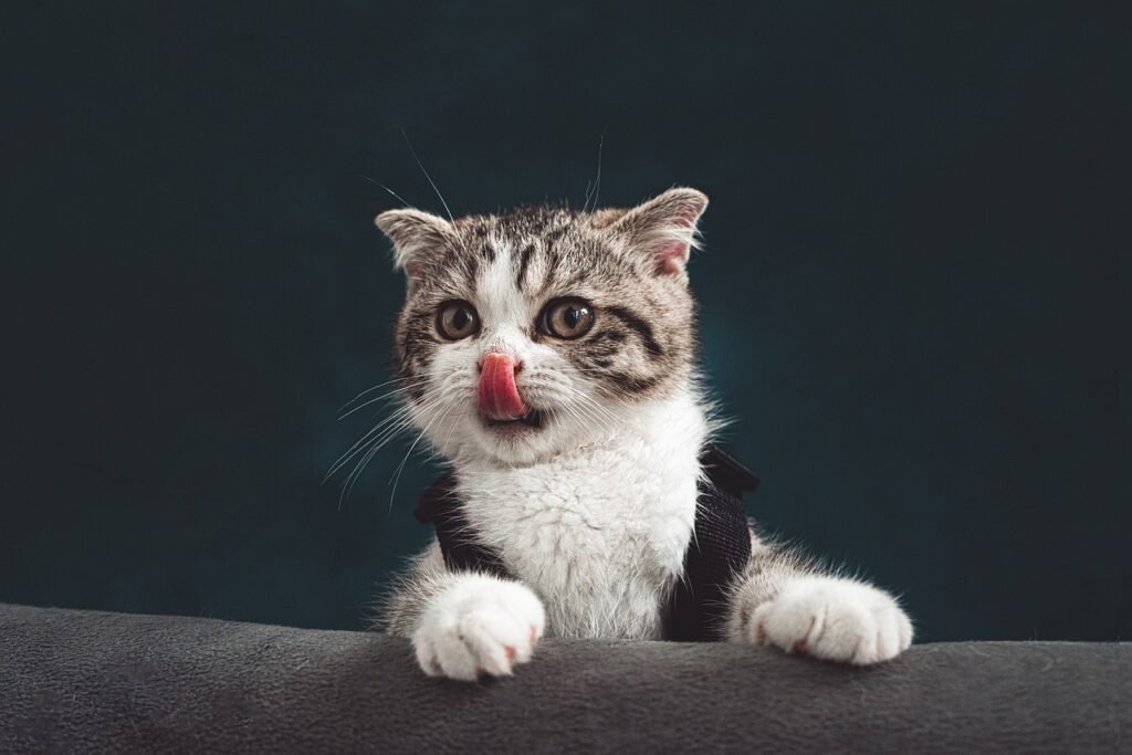 cats: cat, kitten