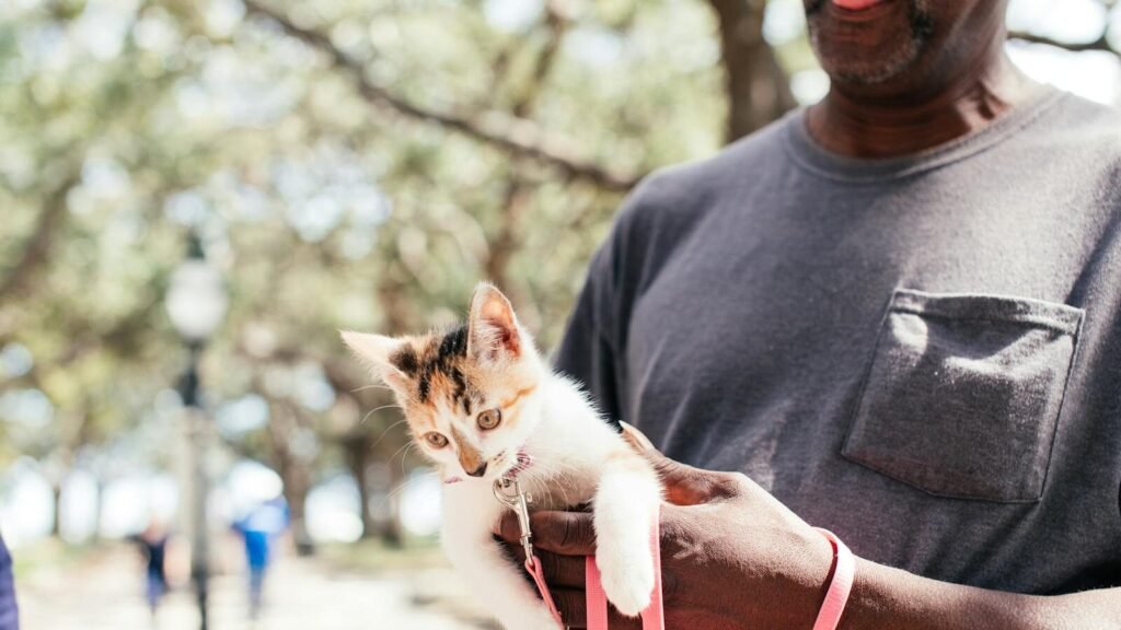 A man holding a small calico cat wearing a pink leash outdoors, highlighting efforts in training and socializing the pet.