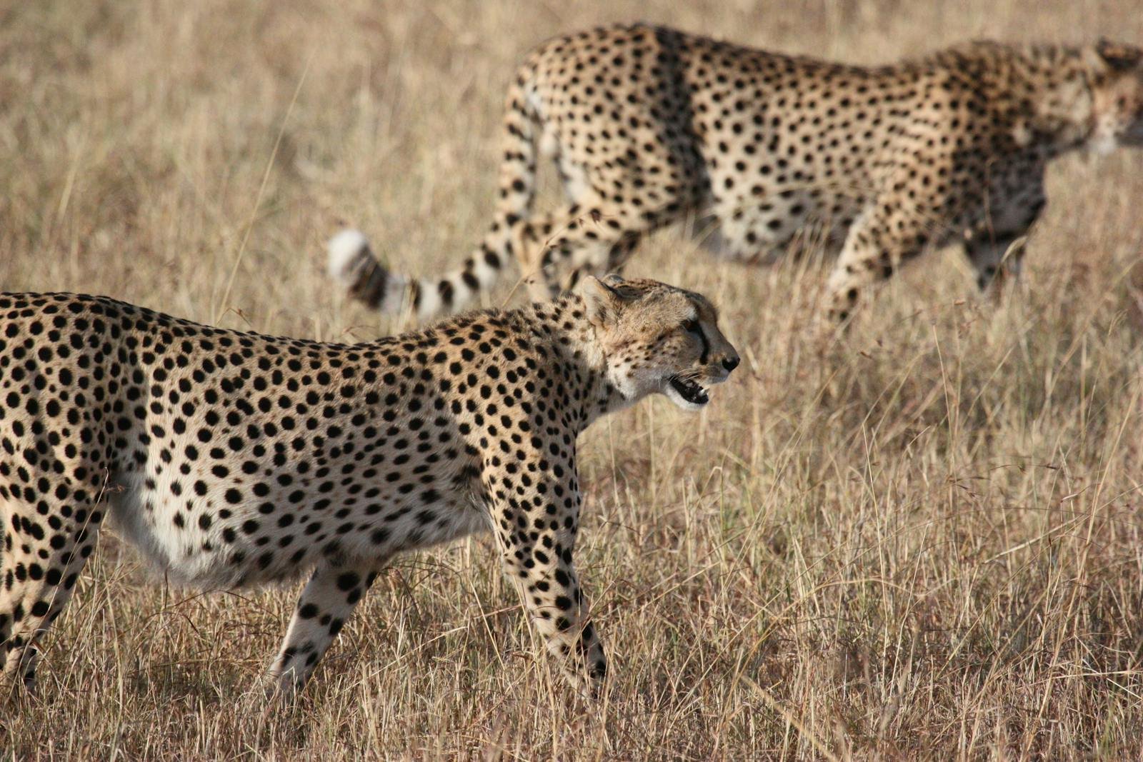 Cats eyes: Two cheetahs gracefully strolling through dry grasslands, showcasing wildlife in its natural habitat.